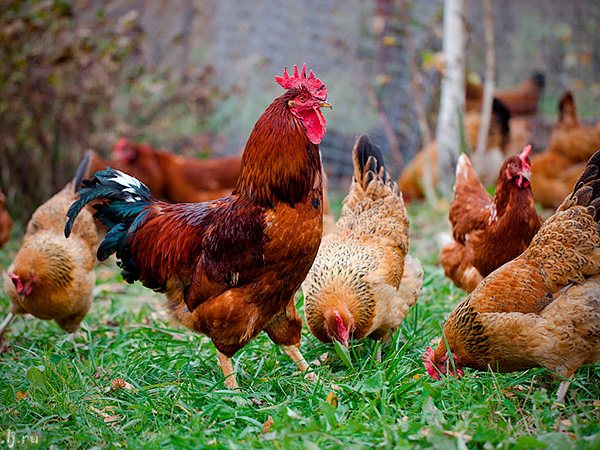 Породы куриц | ЗооТом - продажа, вязка и услуги для животных в Пролетарске