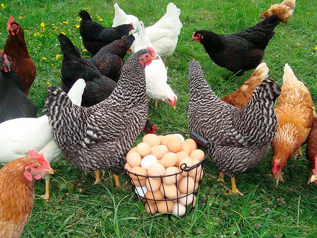 Содержание кур и уход за ними | ЗооТом - продажа, вязка и услуги для животных в Пролетарске