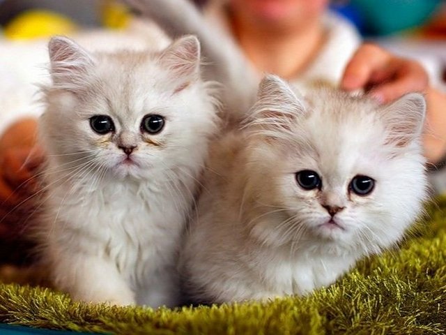 Породы кошек в Пролетарске | ЗооТом портал о животных