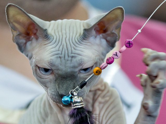 Выставки кошек в Пролетарске | ЗооТом портал о животных