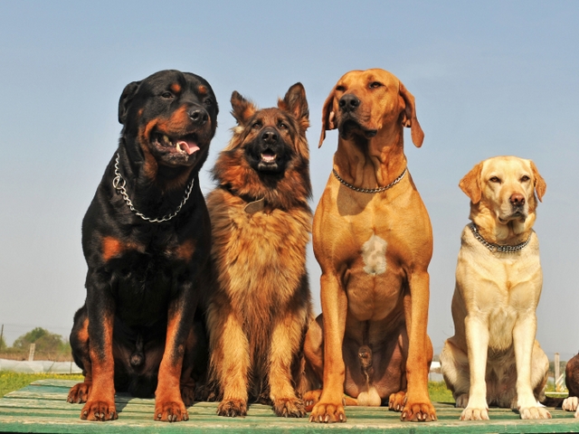 Крупные породы собак в Пролетарске | ЗооТом портал о животных